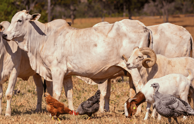 ABATTOIR SERVICES