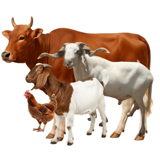 Premium fresh livestock including cow, ram, goat, and chicken